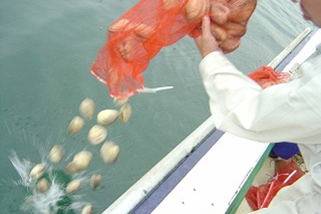 二枚貝（ウチムラサキ）の放流の様子